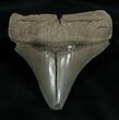 Inch Lee Creek Megalodon Tooth #1389-1